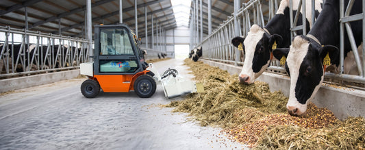 dairy cows sorting TMR ration at feed bunk