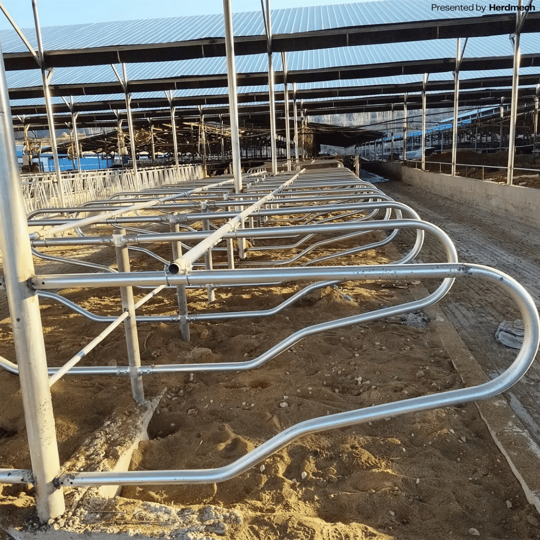 Cow Cubicle Partitions | Head-to-Head Free Stall System