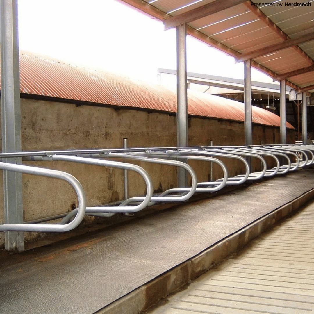 Cow Cubicle Partitions | Single Row Free Stall System